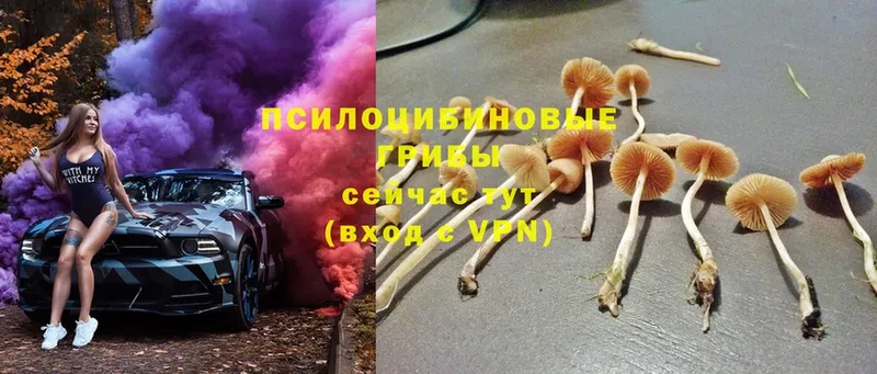 Псилоцибиновые грибы Psilocybine cubensis  где продают   Котельниково 